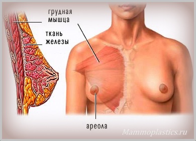 Причины опущения груди