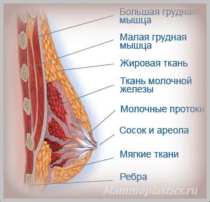 Тело молочной железы